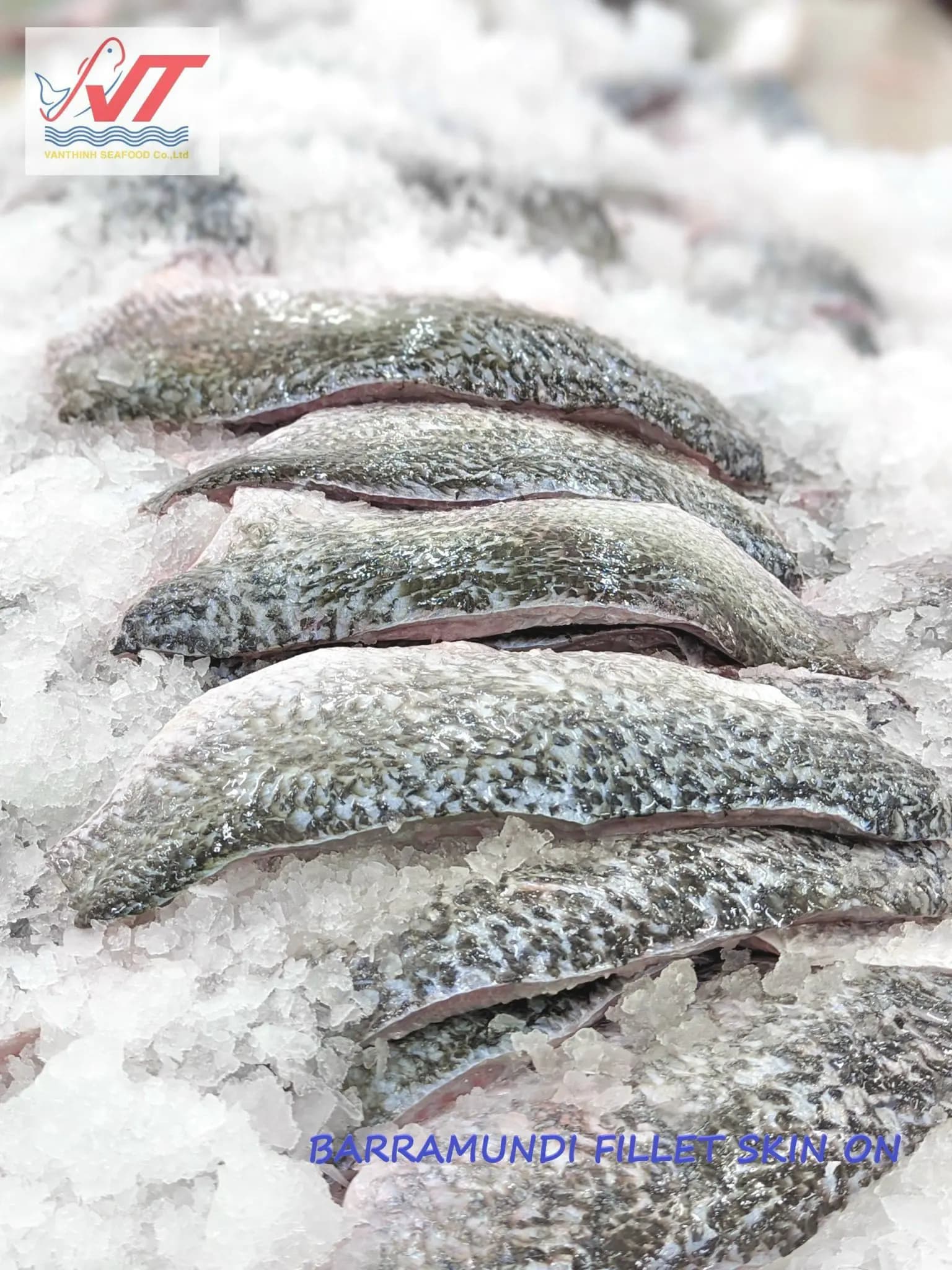 Premium Vietnamese Barramundi (Asian Seabass) - Image 2
