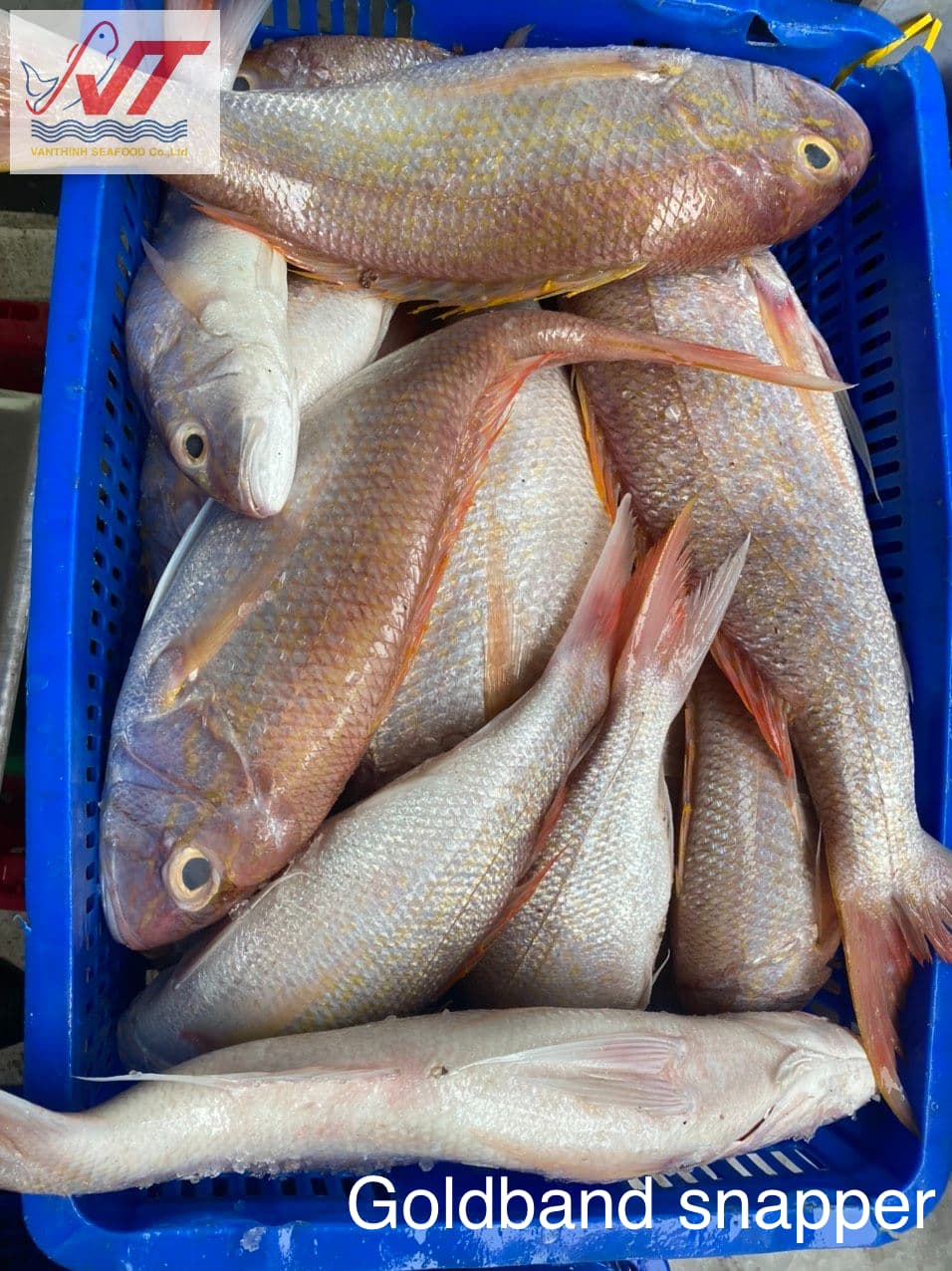 Goldband Snapper - Image 2