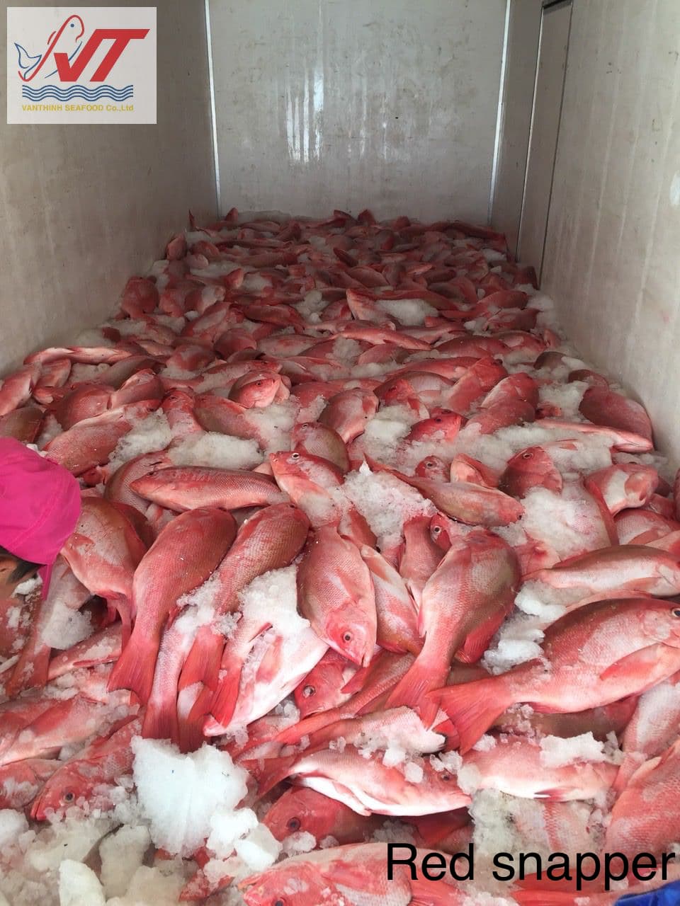Red Snapper - Image 2